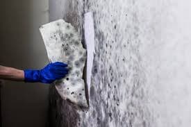 Mold Inspection in Central Florida: Costs, Signs, Process
